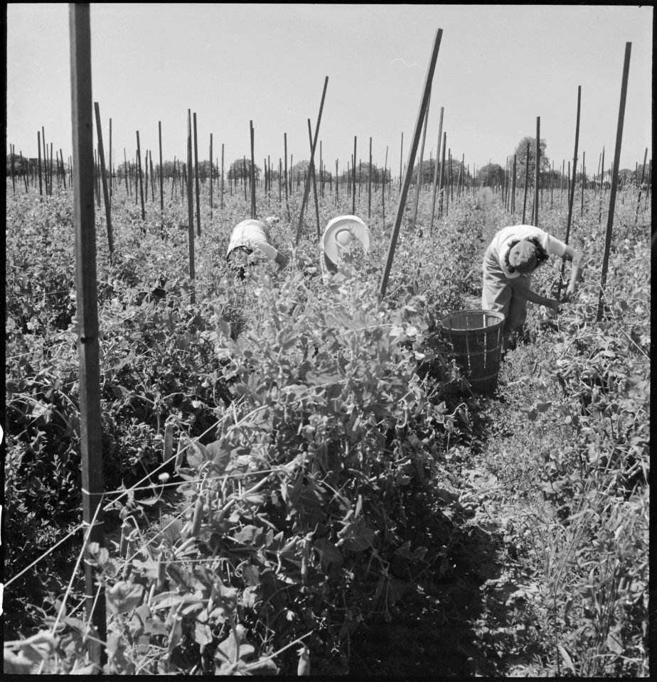 Centerville, California. Young workers of Japanese ancestry picking peas on a farm in Alameda Count . . . - NARA - 536449