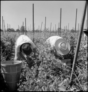 Centerville, California. Young workers of Japanese ancestry picking peas on a farm in Alameda Count . . . - NARA - 536451 photo