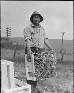 Centerville, California. Laborer of Japanese descent packing cauliflower on large-scale industriali . . . - NARA - 537666 photo