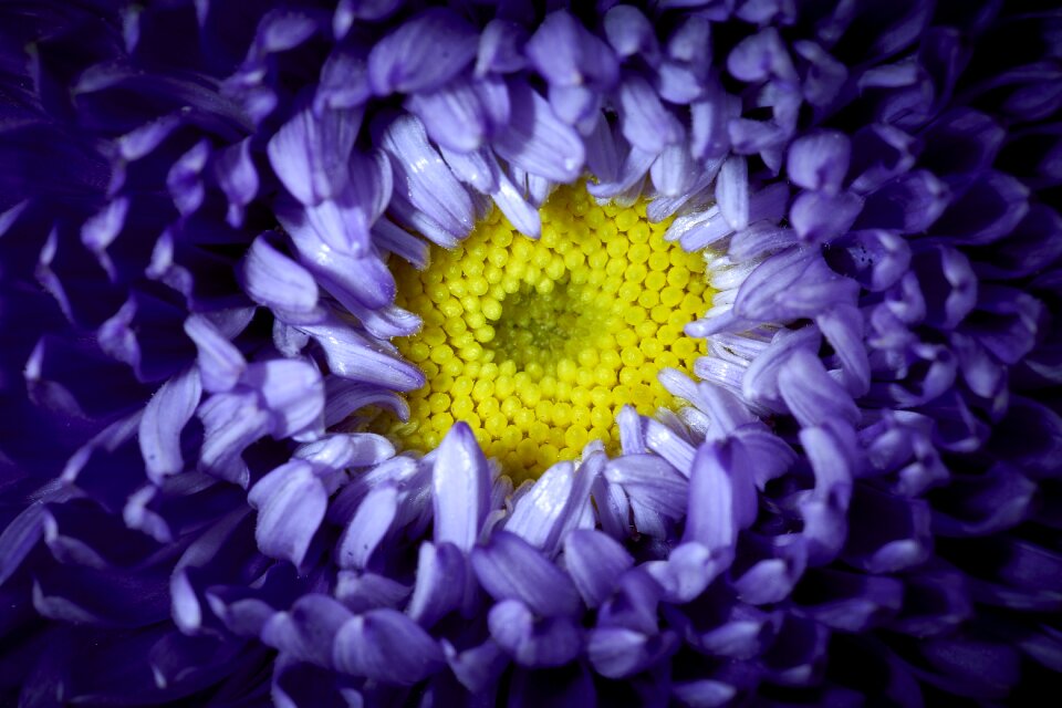 Violet plant blossom