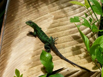 Green sunny reptile