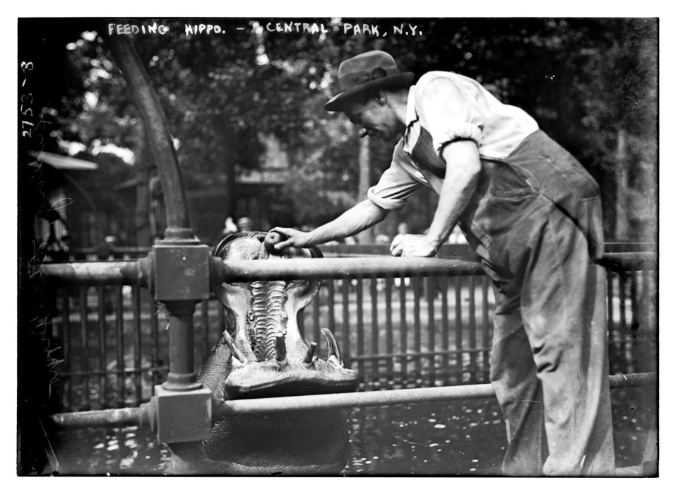 Central Park - feeding hippo LCCN2014693526