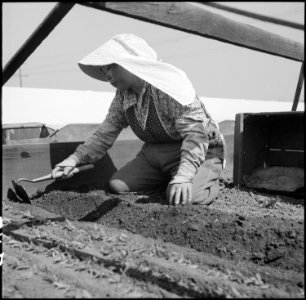 Centerville, California. Transplanting tomato plants in a section where, before evacuation, ranches . . . - NARA - 536024 photo