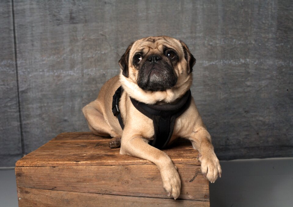 Purebred dog pet animal