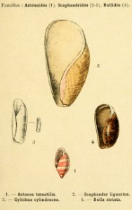 Cephalaspidea mollusks by Philippe Dautzenberg (1913)