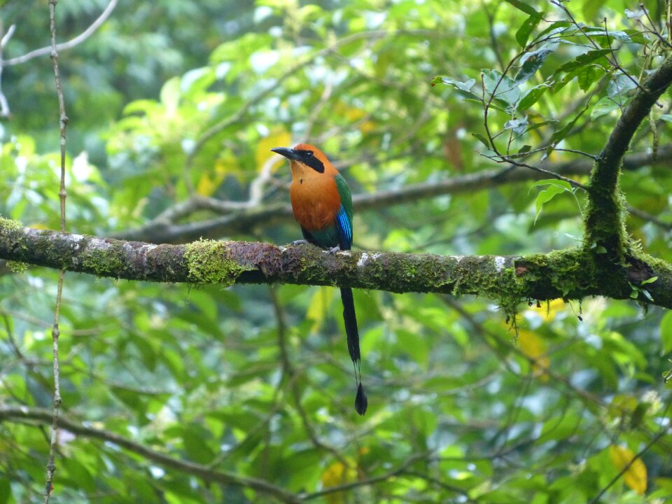 Motmot diadem sägeracke racke bird