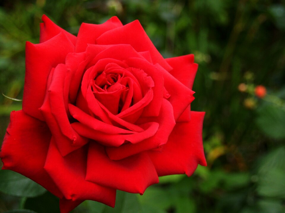 Red flower garden flowers flower garden