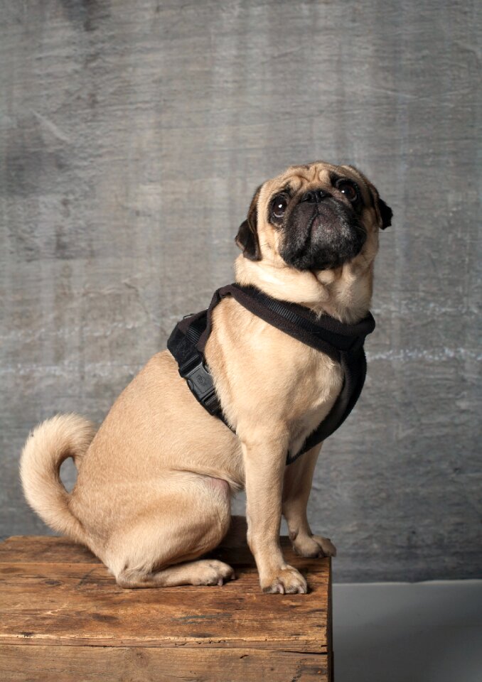 Purebred dog pet animal