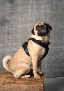 Purebred dog pet animal