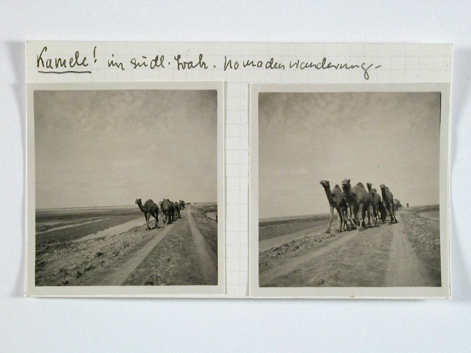 CH-NB - Irak, südliches Irak- Kamele Nomadenwanderung - Annemarie Schwarzenbach - SLA-Schwarzenbach-A-5-03-188