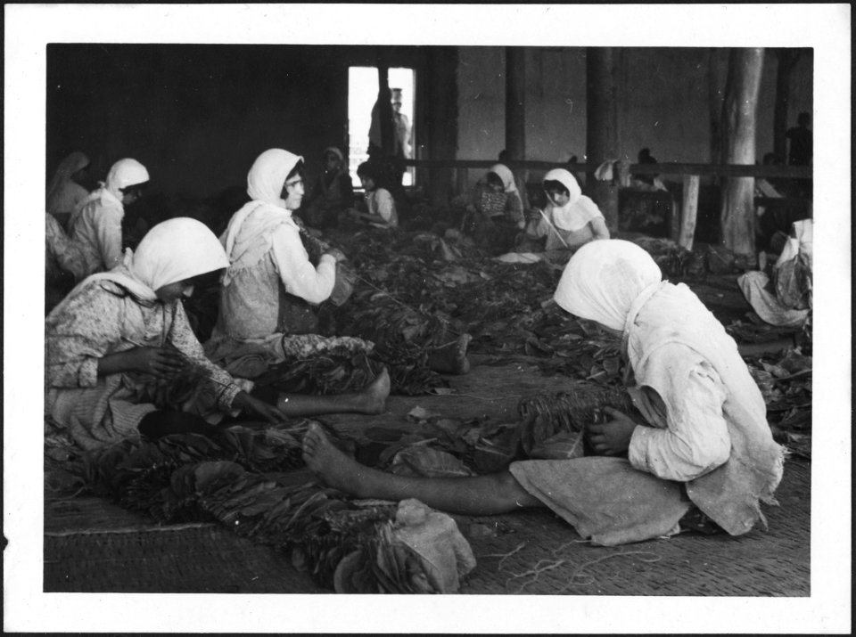 CH-NB - Iran, Mazanderan (Mazandaran)- Tabaktrocknerei - Annemarie Schwarzenbach - SLA-Schwarzenbach-A-5-19-062