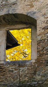 Golden autumn fall color fall foliage