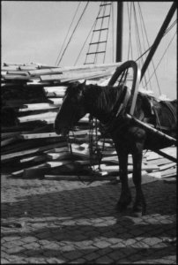 CH-NB - Lettland, Riga- Tiere - Annemarie Schwarzenbach - SLA-Schwarzenbach-A-5-17-092