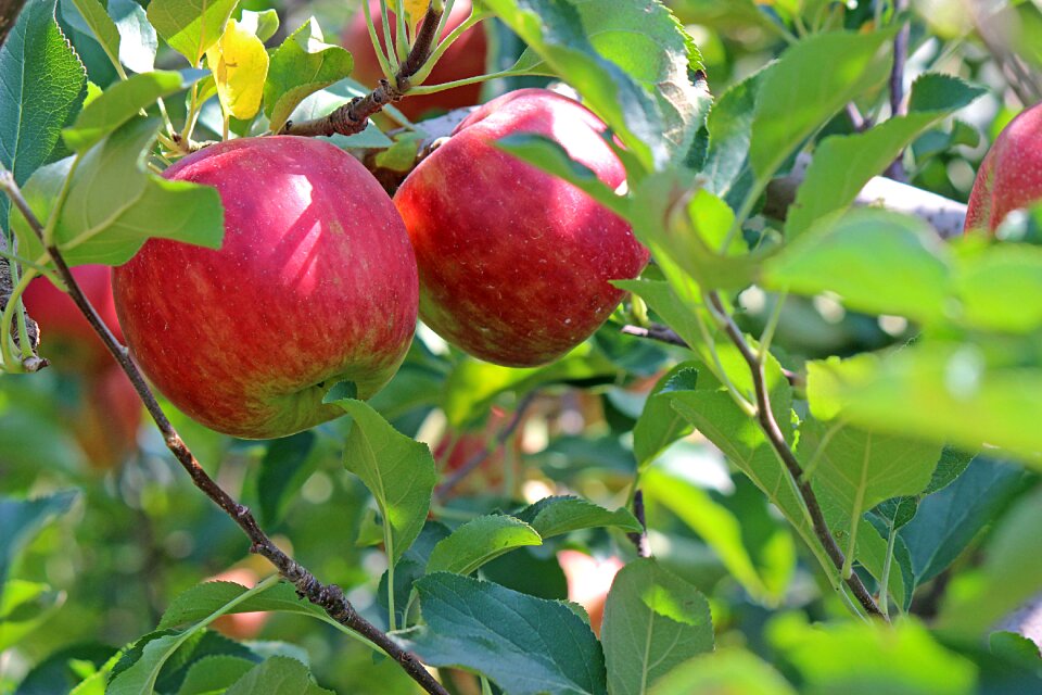 Fruit apple tree green tree
