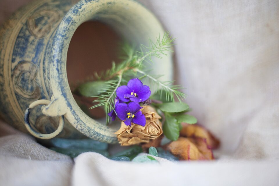 Plant nature still life