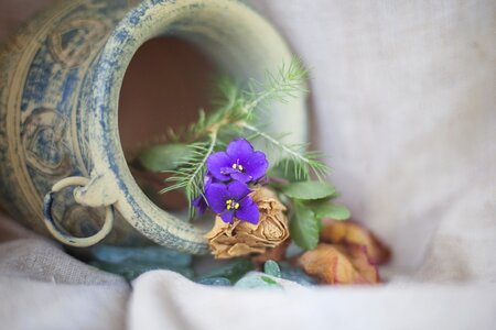 Plant nature still life