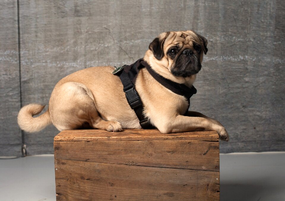 Purebred dog pet animal