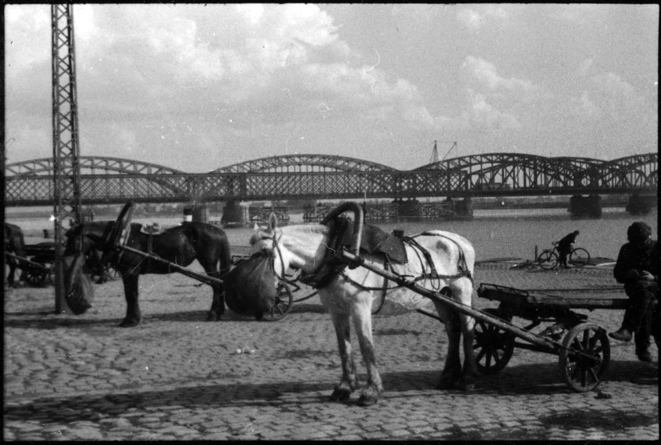 CH-NB - Lettland, Riga- Tiere - Annemarie Schwarzenbach - SLA-Schwarzenbach-A-5-17-086