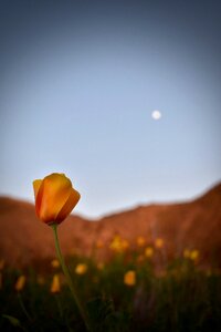 Outdoors field sunset