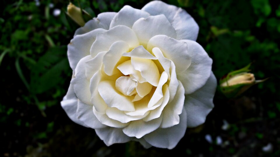 The petals garden white flower