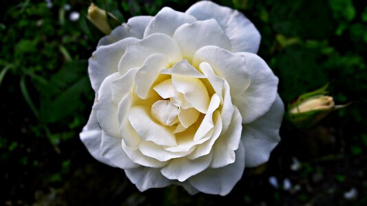 The petals garden white flower