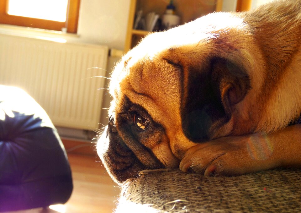 Purebred dog pet animal