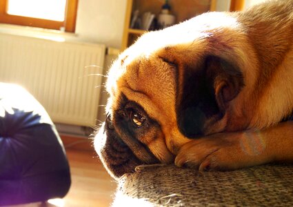 Purebred dog pet animal