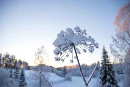 Frost nature himmel