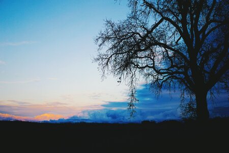 Tree dark sunset