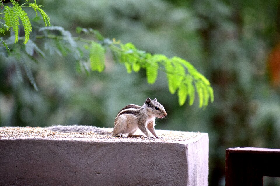 Nature cute wildlife