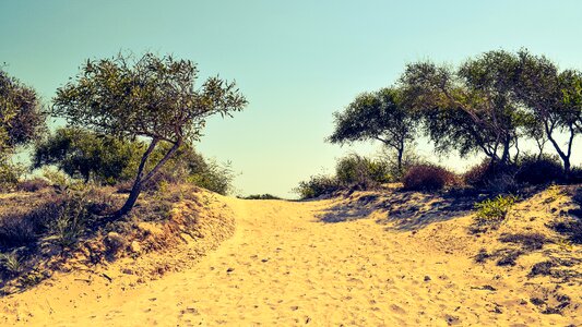 Trees dunes nature photo