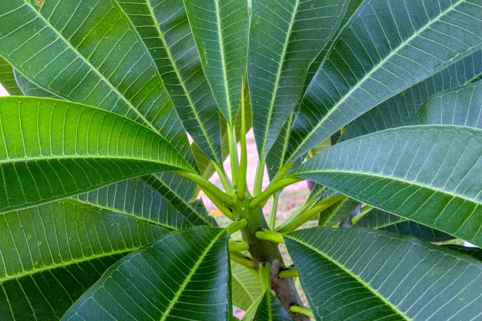 Tropical antas tree