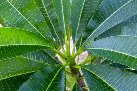 Tropical antas tree