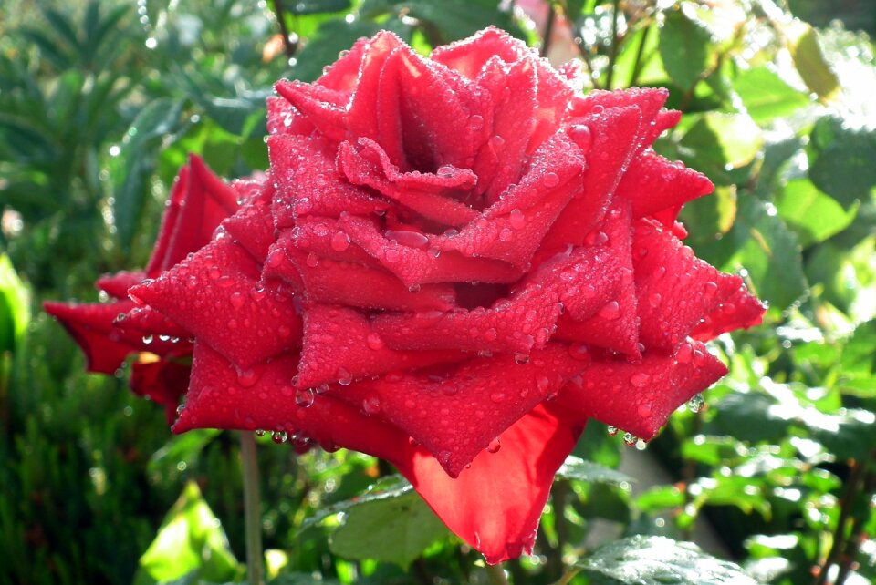 Rose red drops
