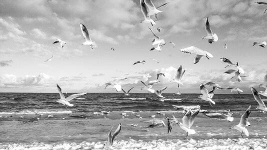 Summer holidays the seagulls