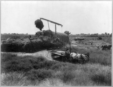 Derrick fork stacking hay, Kerr Ranch LCCN2006675579