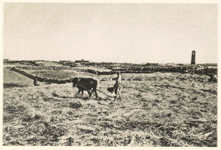Derʻâh Getreidedreschen mit dem Dreschschittlitten. 1906. LCCN2014648726