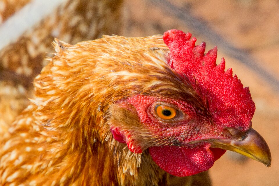 Animalia penam chicken