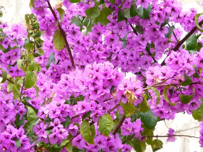 Color purple pink color