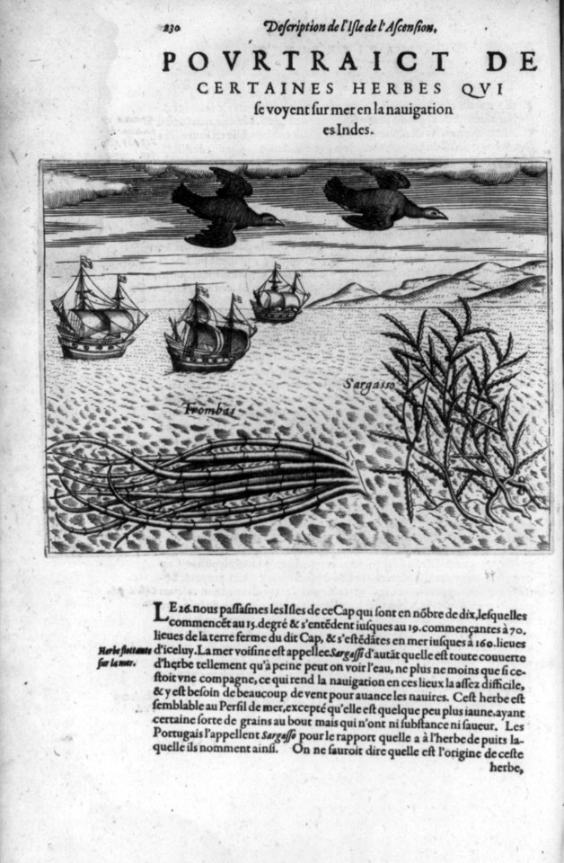 Description de l'Isle de l'Ascension. Pourtraigt de certaines herbes... LCCN2004667631