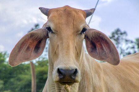 Field mammals cow