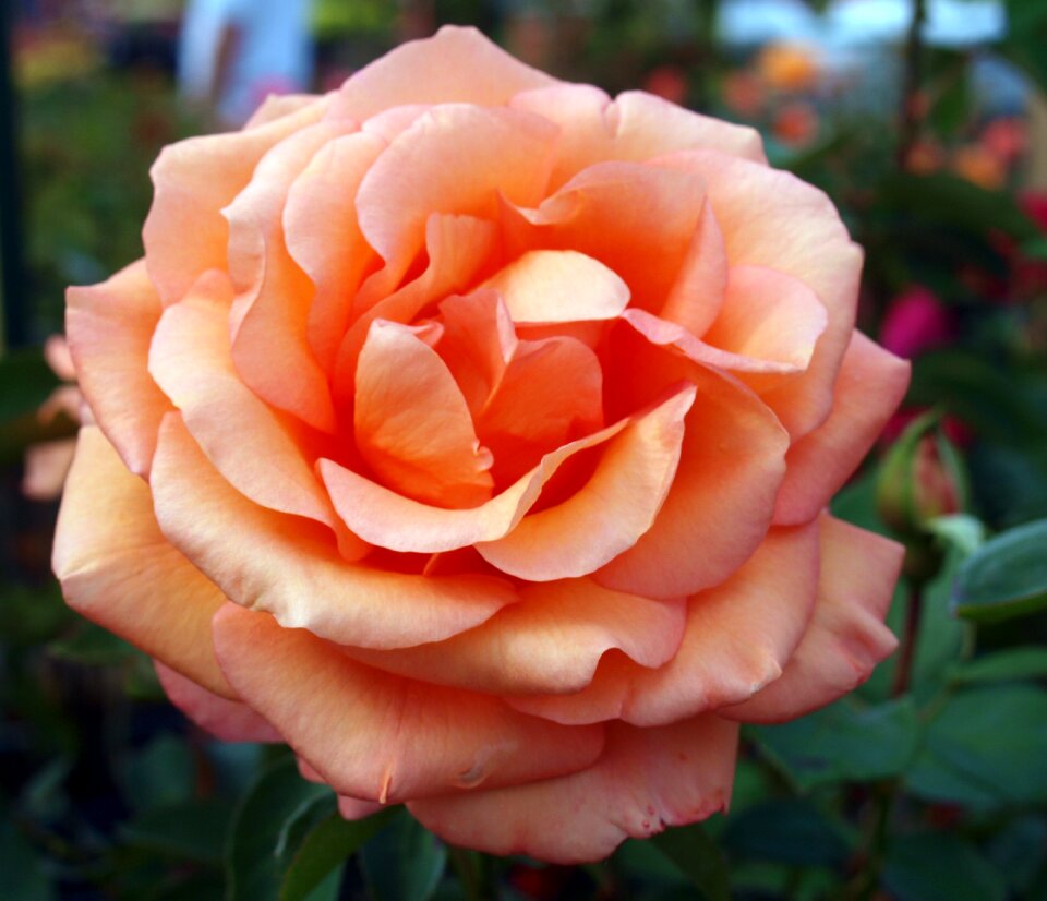 Love romance blooming