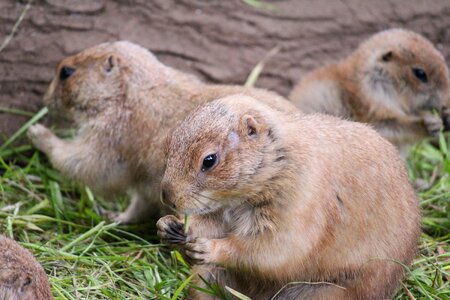Small animals small move the cute animals