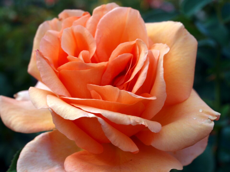 Petal romance floral
