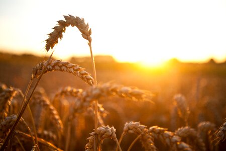 Plant cereal sunset