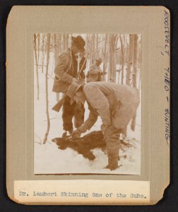 Dr. Lambert skinning one of the cubs LCCN2013651347