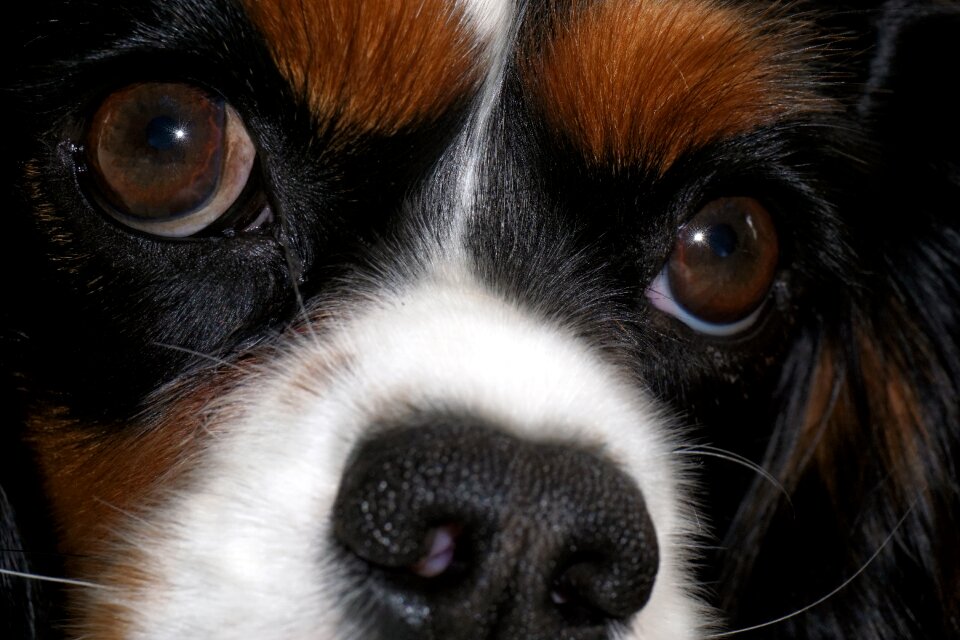 Animal purebred dog race