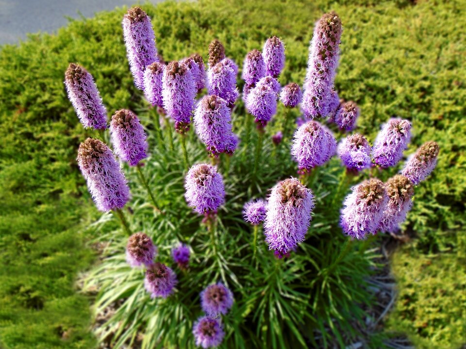 Garden blossom plant