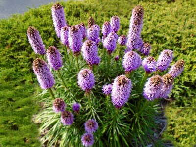 Garden blossom plant