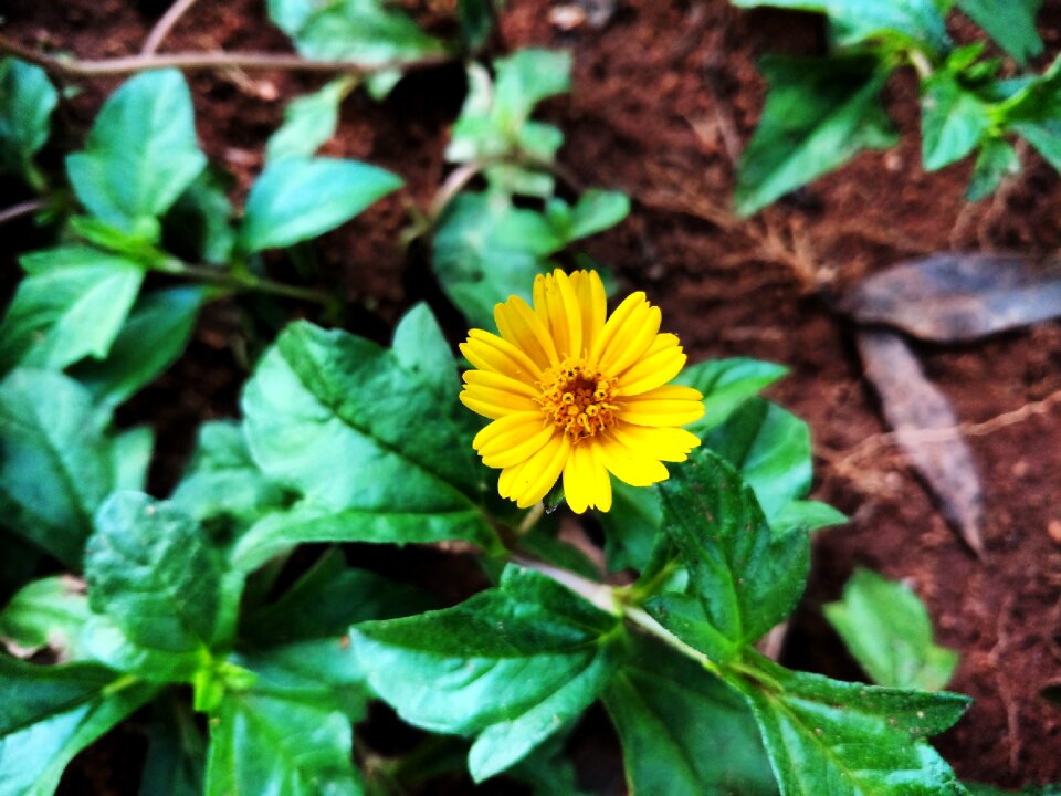 Yellow flower small flower decoration